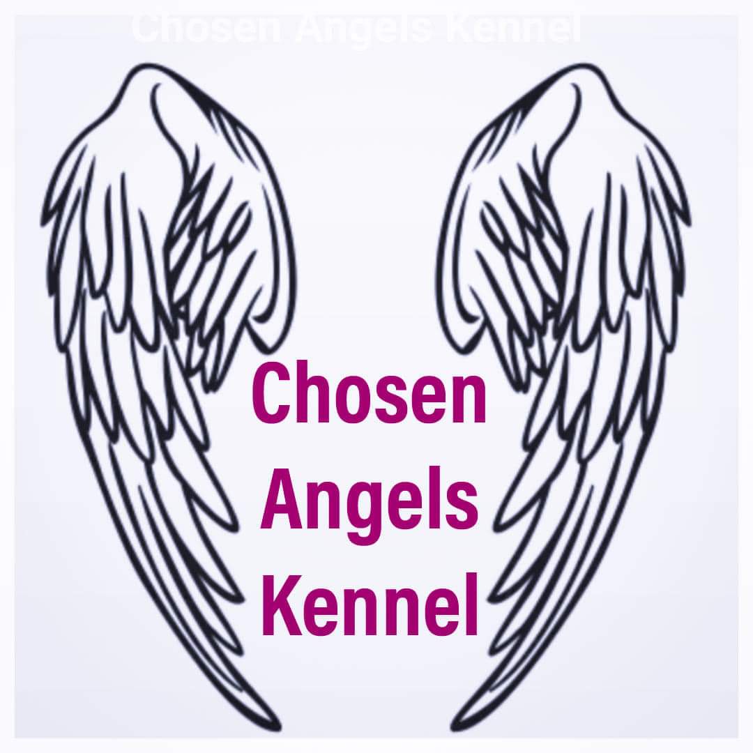 Chosen Angels kennel